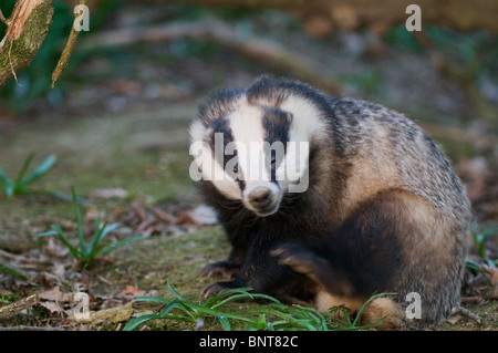Eurasian badger (Meles meles), graffiatura, Kent, Inghilterra, la molla.