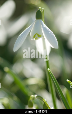 Comune, Snowdrop Snowdrop (Galanthus nivalis), fiore. Foto Stock