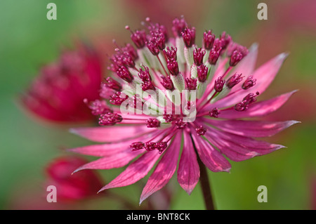 Masterwort (Astrantia major nozze di rubino), fiore. Foto Stock