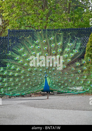 Questo fiero peacock uccello è in piedi da sola con il suo piumaggio mozzafiato di piume visualizzati. Intenzionalmente sfondo sfocato Foto Stock