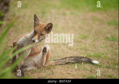 Giovani Red Fox, Vulpes vulpes, nel sobborgo di Londra Giardino Foto Stock