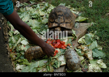 Tartarughe africane essendo alimentato e mangiare la frutta e vegetazione Foto Stock