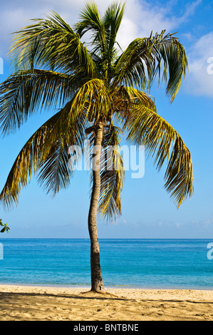 Grand Anse Beach Grenada. Foto Stock