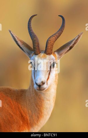 Close-up ritratto di springbok in mattina presto luce; Antidorcas marsupialis Foto Stock