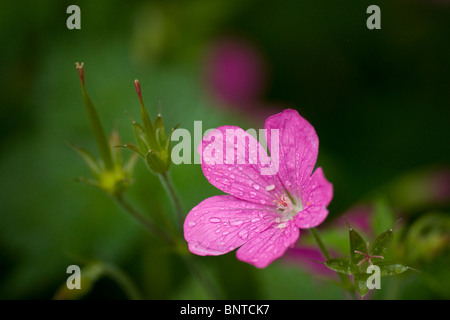 Marsh Cranesbill (Geranio palustre) Foto Stock