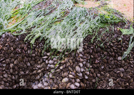 Rocce di mare coperta con conchiglie e alghe marine Foto Stock