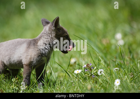 Red Fox (Vulpes vulpes vulpes) cub esplorare prato Foto Stock