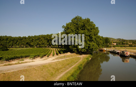 Vigne crescente lungo il Canal du Midi a Argeliers vicino Capestang nella regione Languedoc del sud della Francia Foto Stock