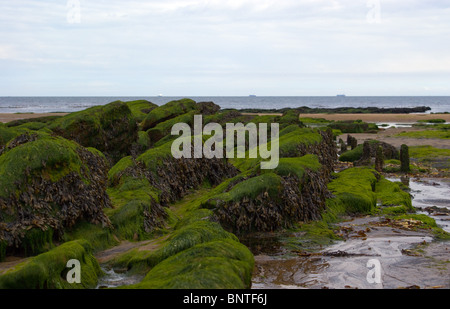 Piscine di roccia e calo marea a SEATON CAREW BEACH Foto Stock