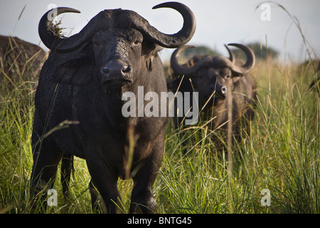 Bufali a Kidepo Valley National Park, Uganda, Africa orientale Foto Stock