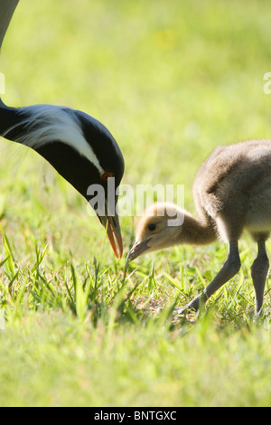 Demoiselle gru (Anthropoides virgo). Cinque giorni di ceci con un genitore, circa a prendere il cibo prodotto offerto. Foto Stock