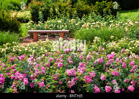 Un giardino in legno sedile o panca in un inglese estate nel giardino delle rose. Rosa "ballerina" in primo piano. Foto Stock