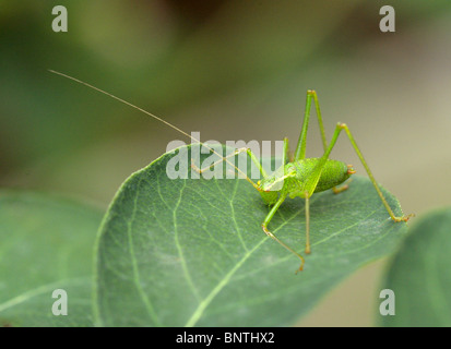 Giovane Maschio screziato Bush-Cricket (Ninfa), Leptophyes punctatissima, Tettigoniidae, Orthoptera. Foto Stock