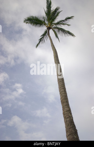 Un solitario tall Hawaiian Palm tree contro un cielo blu con fluffly nuvole bianche. Foto Stock