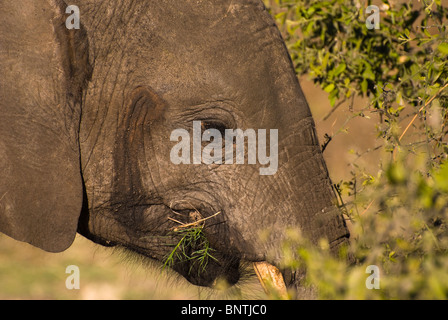 Elefante africano (Loxodonta africana) - singolo vitello elefante navigando in close-up - Chobe National Park, Botswana, Sud Africa Foto Stock