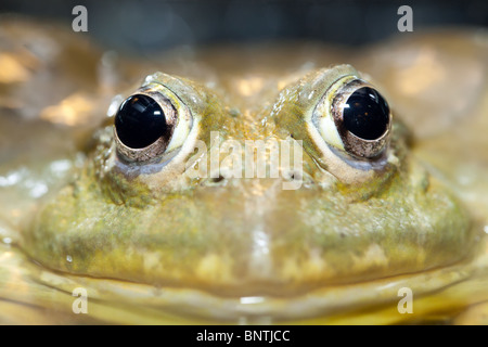 Macro ritratto di grande rana tropicale, Malaysia Foto Stock