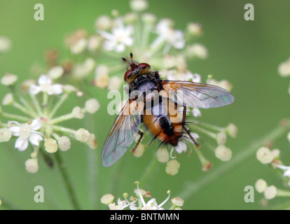 Tachinid Fly, Tachina fera, Tachininae, Tachinidae, Diptera Aka pidocchio Fly, febbre Fly, Tachnid volare su Umbellifer. Una mosca parassita