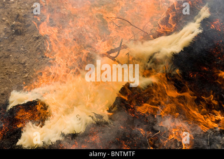 Il falò acceso. Le fiamme e il fumo. Foto Stock