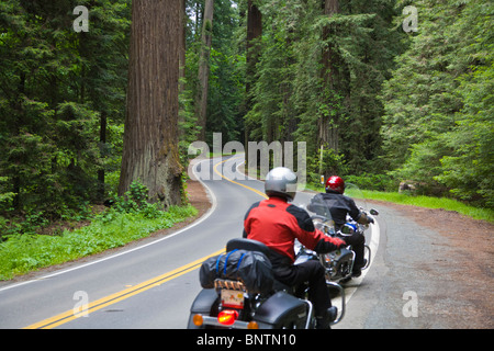 I motociclisti in alberi di sequoia nella Humbolt Redwoods State Park nel nord della California Foto Stock