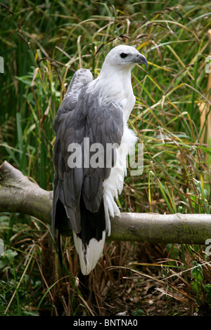 White-Bellied Sea Eagle, Haliaeetus leucogaster, Accipitridae, Accipitriformes, India, Sud-est asiatico e Australia. Foto Stock