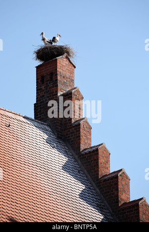 La nidificazione delle cicogne sulla sommità di Tangermünde Rathaus o Town Hall, Germania, Europa. Foto Stock