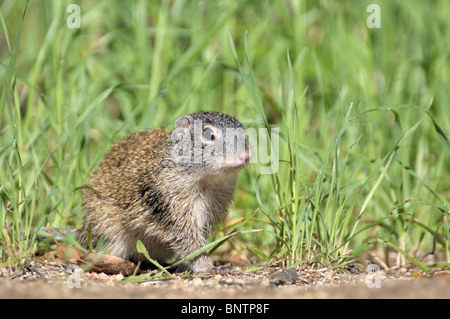 Un Franklin's scoiattolo di terra si siede al mattino presto, bagnato da strisciare attraverso l'erba bagnata. Profondità di campo. Foto Stock