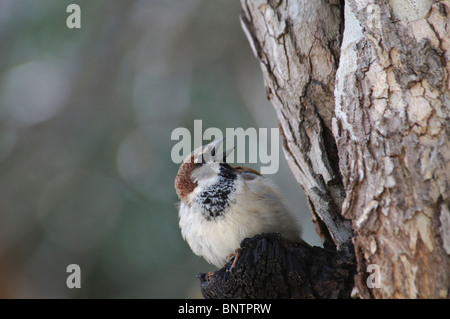 Casa Passero Passer domesticus chiamando Foto Stock