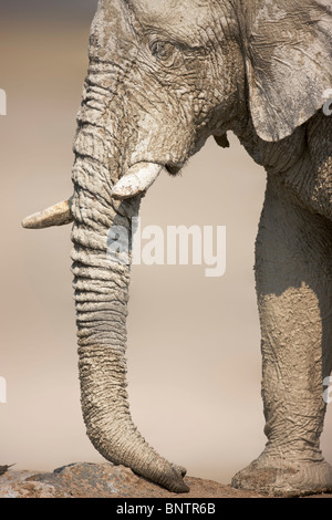 Close-up profilo di un molto fangoso elephant bull; Etosha Foto Stock