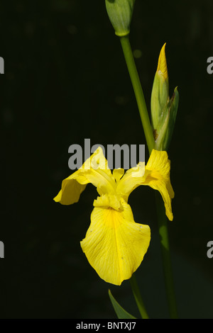 Bandiera (iris Iris pseudacorus) fiore contro lo sfondo scuro oif un laghetto in giardino Foto Stock