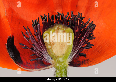 La sezione attraverso la fioritura di parti di un'Oriental papavero (Papaver orientalis) Foto Stock