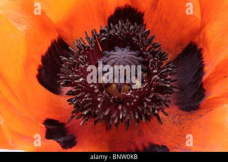 Fioritura di parti di un'Oriental papavero (Papaver orientalis) Foto Stock