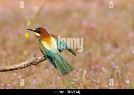 Beeeater europea (Merops apiaster) volare al pesce persico, Spagna Foto Stock