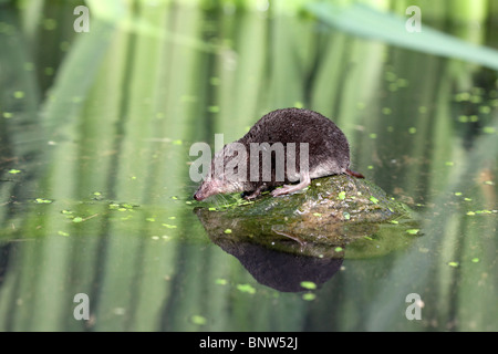 Acqua megera, Neomys fodiens, singolo megera su roccia da acqua, Warwickshire, Luglio 2010 Foto Stock