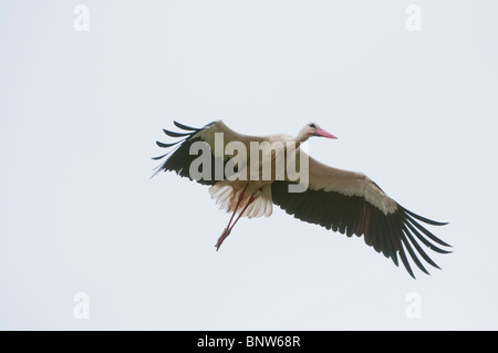 Politica europea comune in materia di Stork (Ciconia ciconia), volare, Spagna Foto Stock