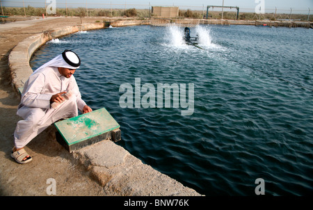 Umm al Quwain Marine Research Center, allevamento di pesci, Emirati Arabi Uniti Foto Stock