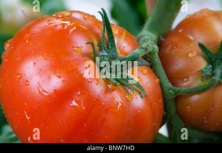 Un grande organico mature bistecca di manzo con pomodoro waterdroplets crescente sul vitigno "Big Boy' Foto Stock