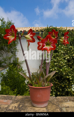 Amaryllis coltivazione di fiori in un vaso a Paleokastritsa sull'isola greca di Corfu Grecia GR Foto Stock