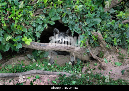 Raccoon coetanei fuori dal suo foro a Cumberland Falls membro Resort Park, KY. Foto Stock