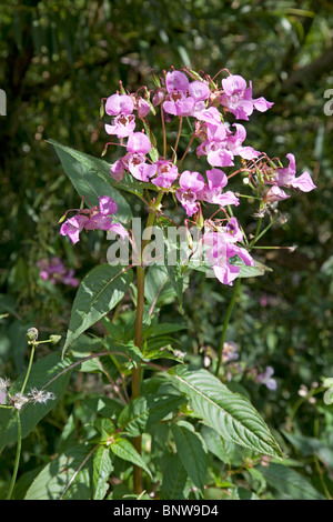 Balsamo himalayana piante invadenti rive del fiume Wye Regno Unito Foto Stock