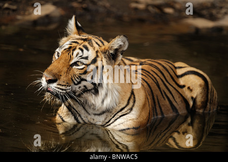 Tigre del Bengala (Panthera tigris) rilassante in un waterhole, Ranthambore, India Foto Stock