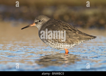 Un adulto inverno Redshank in attesa e la pesca in un pool di costiera Foto Stock