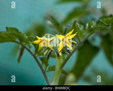 Il giallo dei fiori di pomodoro che crescono su home pianta coltivata Foto Stock