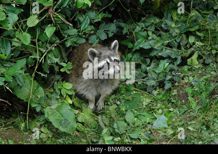 Raccoon coetanei fuori dal canneto a Cumberland Falls membro Resort Park, KY. Foto Stock