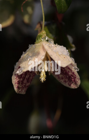 Clematis Cirrhosa Foto Stock