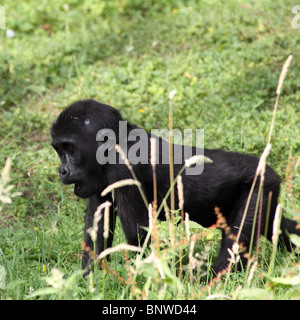 Bassopiano occidentale Gorilla Foto Stock