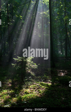 Sunbeam entrando ricco bosco di latifoglie e giovane abete rosso illuminato Foto Stock
