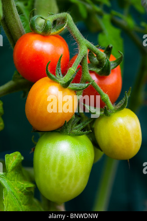 Fresh colorful ripe e pomodori acerbi crescente sulla vite Foto Stock