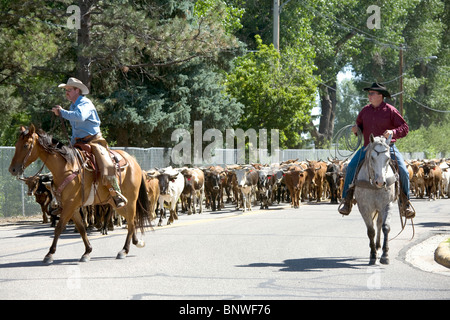 I piloti che prendono parte a una unità di bestiame per portare i manzi di Cheyenne Frontier Days rodeo, sul loro modo di Cheyenne Wyoming Foto Stock