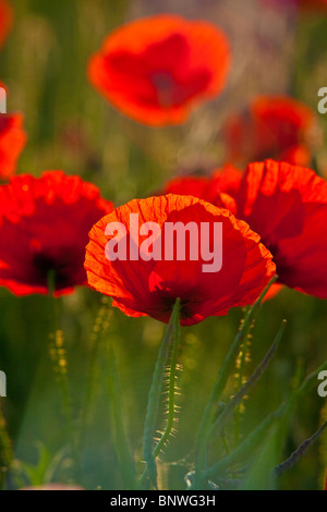 Comune retroilluminato papaveri rossi, Papaver rhoeas, contro uno sfondo verde scuro Foto Stock