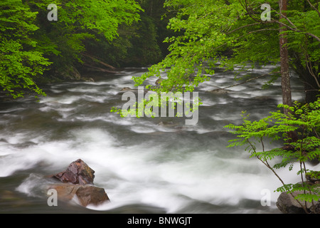 Cascate di primavera sul polo centrale piccolo fiume nel Parco Nazionale di Great Smoky Mountains, STATI UNITI D'AMERICA. Foto Stock